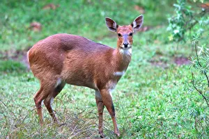 Bushbuck: Menelik's Bushbuck. Endemic species