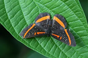 Tambopata: Meneria Metalmark