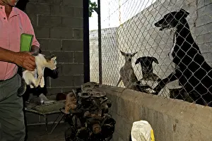 Greyhound: Men's exciting Galgos showing them a Kitten