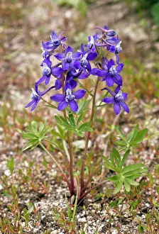 Delphinium: Menzies Larkspur - on Mount Ashland