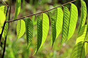 Shorea: Meranti wood / Mahagoni - leaves