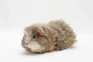 Merino: Merino guinea pigs, lilac-gold-white, sitting sideways