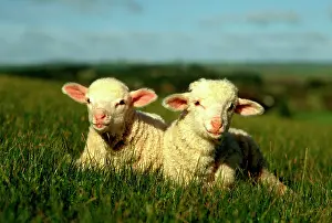 Merino: Merino lambs.lying down in grass. Victoria, Australia