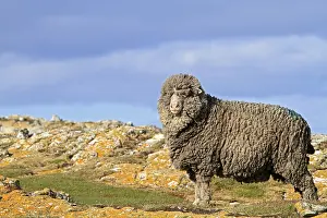Pieces: Merino in moor Falkland Islands