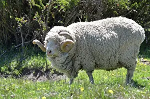 Keeping: Merino ram in the grass - Argentina