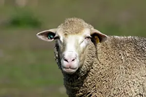 Merino: Merino Sheep