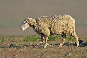 Merino: Merino Sheep