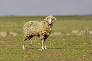 Ovis: Merino Sheep