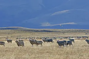 Pampa: Merino sheep in the Argentine Pampas Patagonia