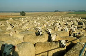 Merino: Merino SHEEP - flock