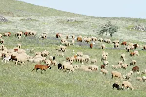 Merino: Merino Sheep - flock grazing