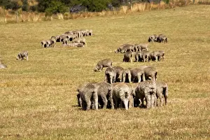 Merino: Merino sheep grazing in small groups trying to avoid flies