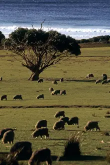 Merino: Merino Sheep grazing in Tasmania