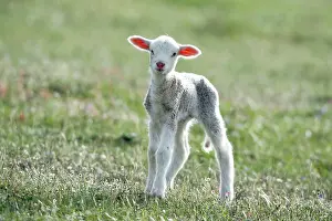 Merino: Merino Sheep - lamb