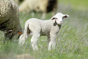 Merino: Merino Sheep - lamb