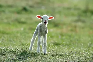 Bleating: Merino Sheep - lamb, calling for its mother