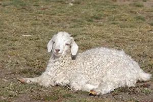 Pampa: Merino sheep lying in the grass Patagonia Argentina