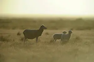 Pampa: Merino sheep on the Pampas - Patagonia Argentina