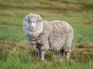 Economy: Merino sheep. Sheep farming is still of great economic