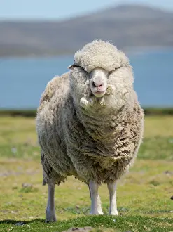 Economy: Merino sheep. Sheep farming is still of great economic