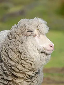 Economy: Merino sheep. Sheep farming is still of great economic