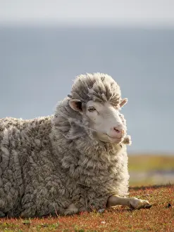 Economy: Merino sheep. Sheep farming is still of great economic