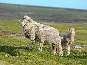Economy: Merino sheep. Sheep farming is still of great economic