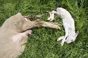 Merino: Merinos ewe and newborn lamb in the grass
