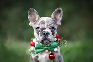 Blurred: Merle colored French Bulldog dog puppy wearing seasonal