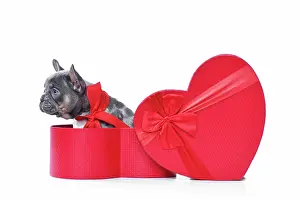 Container: Merle French Bulldog dog puppy in Valentines Day