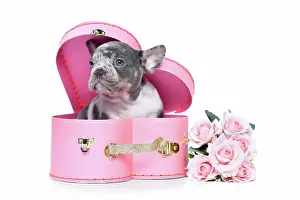Romantic: Merle French Bulldog dog puppy in Valentine's Day