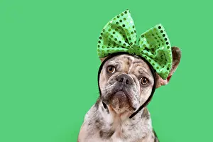 Dressed: Merle French Bulldog dog wearing St. Patricks Day
