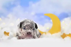 Merle: Merle tan French Bulldog puppy between fluffy clouds