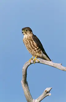 Merlin: Merlin