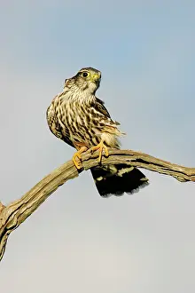 Merlin: Merlin