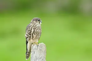 Merlin: Merlin