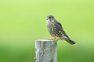 Merlin: Merlin