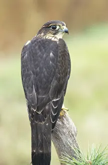 Merlin: Merlin