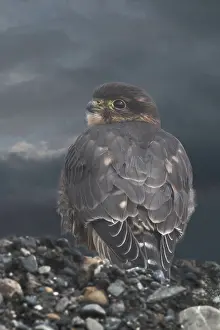 Merlin: Merlin