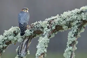 Merlin: Merlin