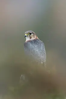 Merlin: Merlin