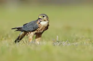 Merlin: Merlin