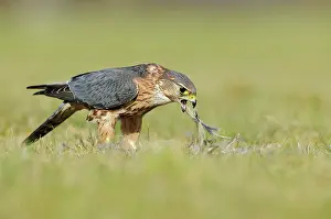Merlin: Merlin