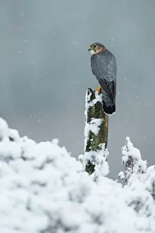 Merlin: Merlin