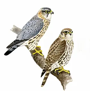 Merlin: Merlin