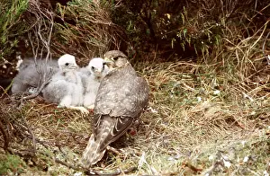 Merlin: MERLIN - adult, chicks at nest