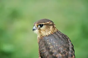 Merlin: MERLIN - CLOSE-UP OF HEAD
