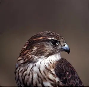 Merlin: MERLIN - close-up of head