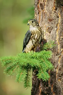 Merlin: MERLIN - on evergreen