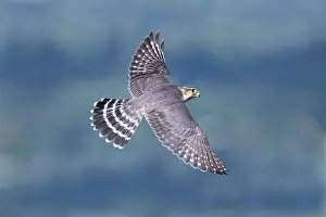Merlin: Merlin, Falco columbarius, in flight. Photographed in Connec